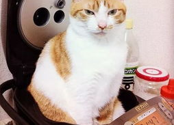 娱乐猫吃瓜记,揭秘娱乐圈幕后风云