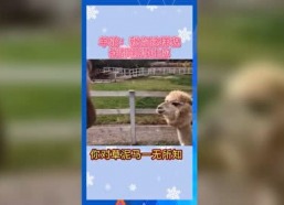 娱乐吃瓜音乐,一场跨界狂欢的视听盛宴