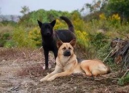 娱乐吃瓜酱中华田园犬