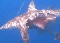 鲨鱼酱娱乐吃瓜,揭秘娱乐圈最新吃瓜大事件