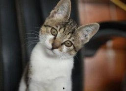 娱乐吃瓜小猫咪视频下载,揭秘热门娱乐视频幕后下载攻略