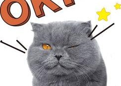 娱乐吃瓜君猫神,揭秘猫神背后的神秘故事