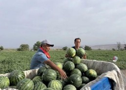 娱乐718.吃瓜王大炮,揭秘吃瓜王大炮的瓜界传奇