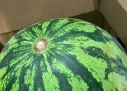 吃瓜娱乐间真假,真假吃瓜，真相大白