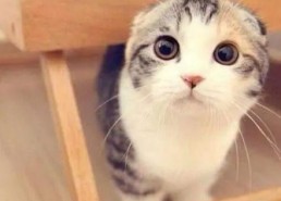 折耳猫娱乐吃瓜,揭秘娱乐圈吃瓜背后的真相与趣味