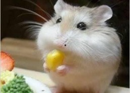 娱乐吃瓜酱鼠鼠头像,揭秘“娱乐吃瓜酱鼠鼠”头像背后的故事与魅力