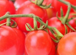 娱乐圈八卦吃瓜小说番茄,番茄小说揭秘明星背后的秘密