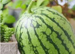 吃瓜现象,揭秘网络时代的围观文化现象