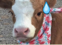 抖音娱乐吃瓜的配音,娱乐八卦配音大揭秘